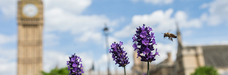 Bee in Westminster