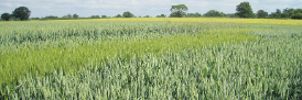 Wheat field