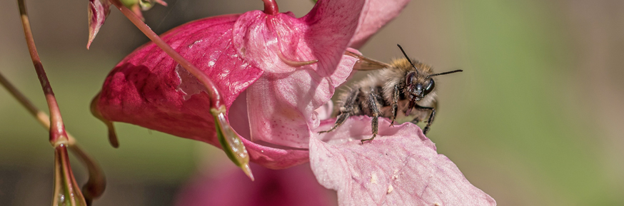 A study of honey bee bread in Lancashire and Cumbria bee hives showed that in some samples nearly 90 per cent of the pollen came from Himalayan balsam