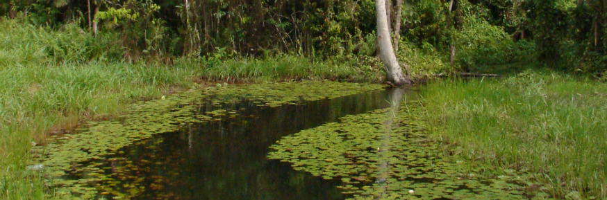 Researchers found small Amazon streams are teeming with fish species