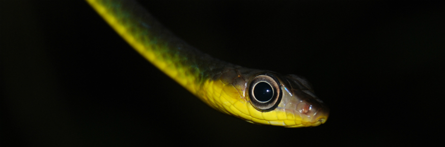 Many species, such as vine snakes in the Amazon, favour the darker and more humid forest interiors. Photo: Professor Jos Barlow