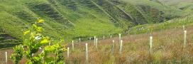 Tree planting for flooding