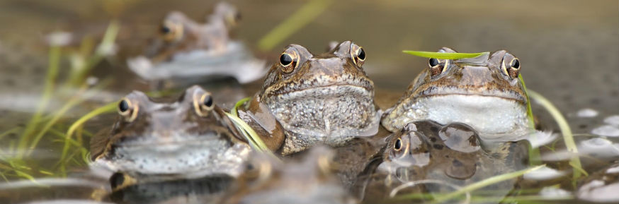 The common frog (Rana temporaria)
