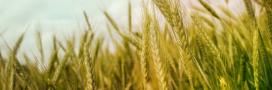 Wheat Crops