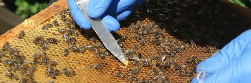 Honeybees - picture credit Dr Philip Donkersley