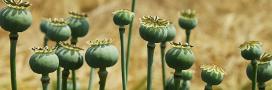 Opium © Anison | Dreamstime.com