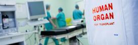 Human Organ Transplant