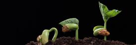 Image of bean germinating and sprouting from soil