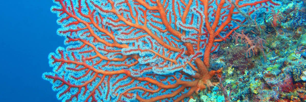 Bright orange and blue coral grows from a rock.