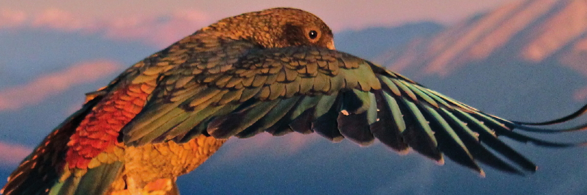 Kea flying in front of mountains at sunset