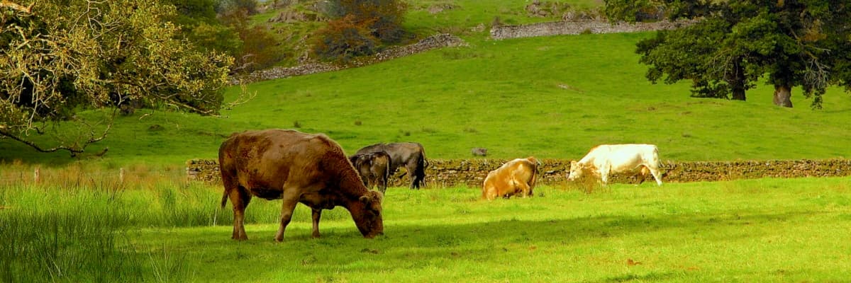 A group of cows grazing beneath trees in Cumbria, UK. 