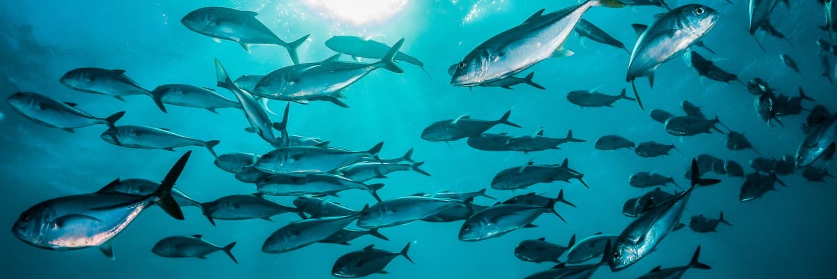 Dark silvery blue fish shoaling underwater, lit by sunlight coming from above the surface