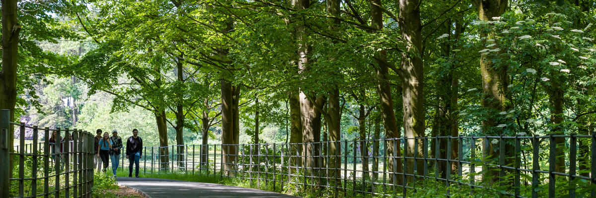 Students walking up a wooded path 