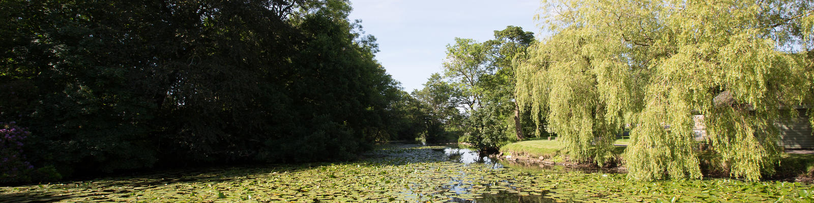 Campus in summer