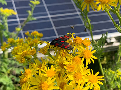 Butterfly perched on a flower in front of a solar panel. Photo credit: Hollie Blaydes