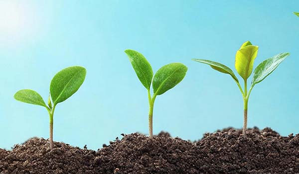 Seedlings of differing sizes - depicting growth 