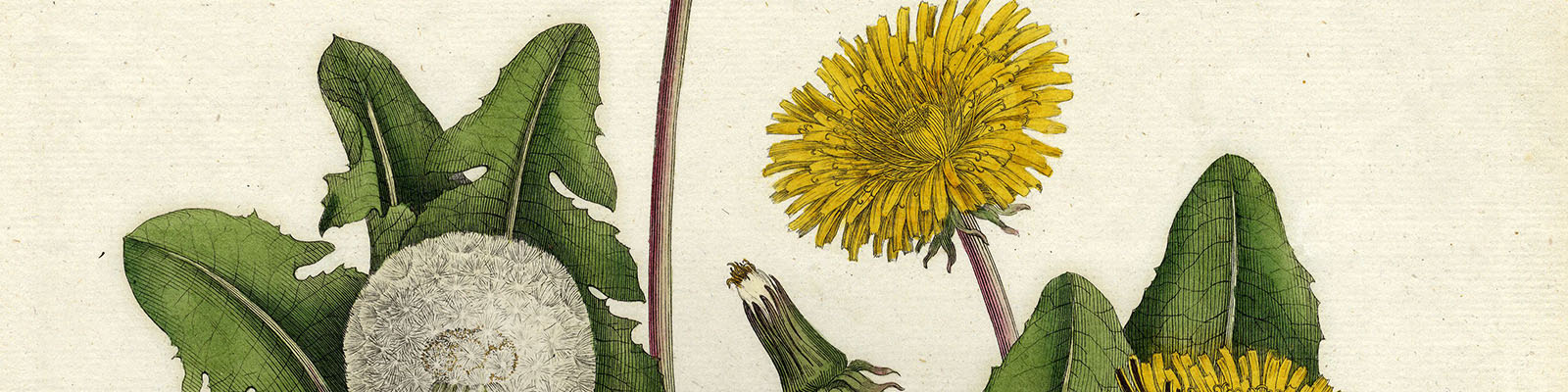 Leontodon taraxacum