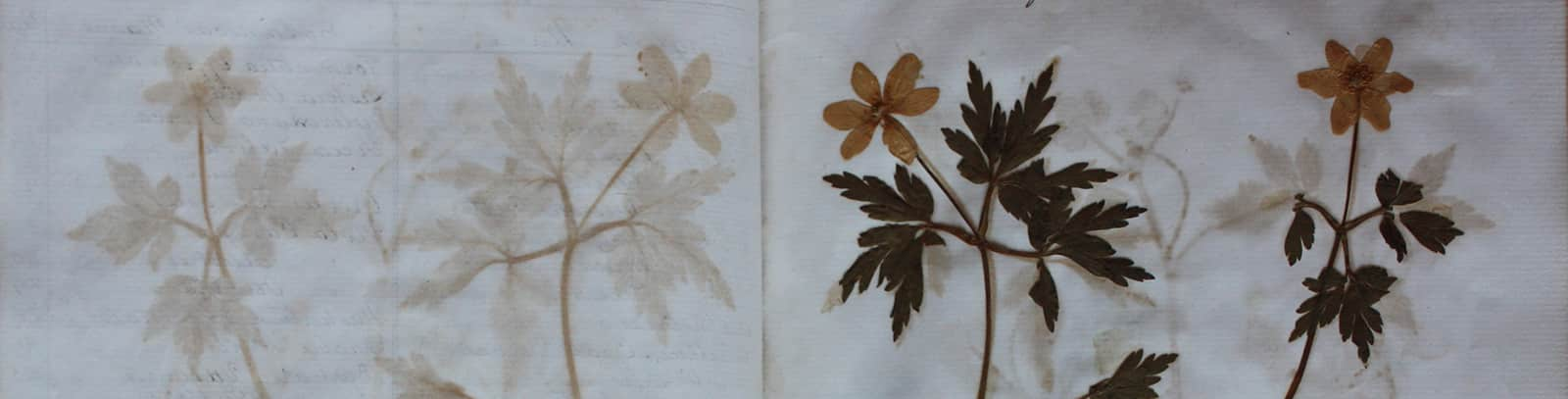 Ruskin's Flora