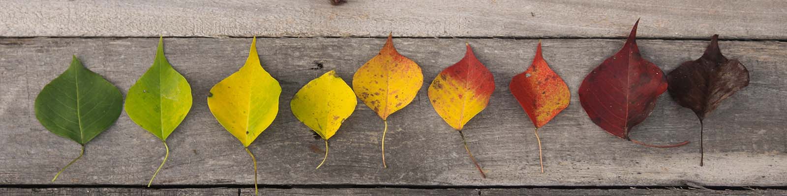 colour changing leaves