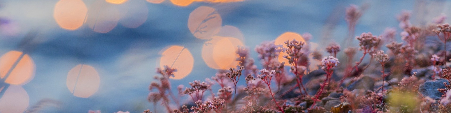 Pink flowers on rock