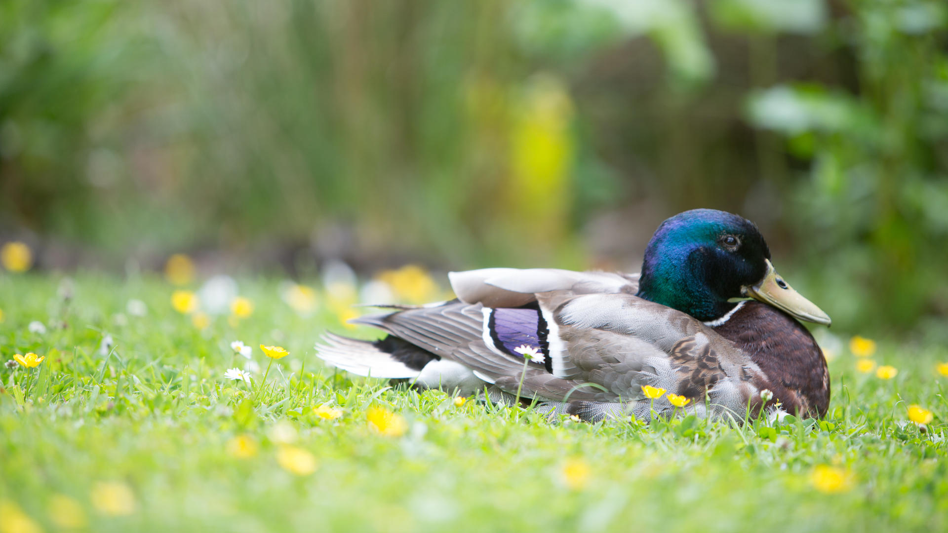 A duck sleeps on the grass