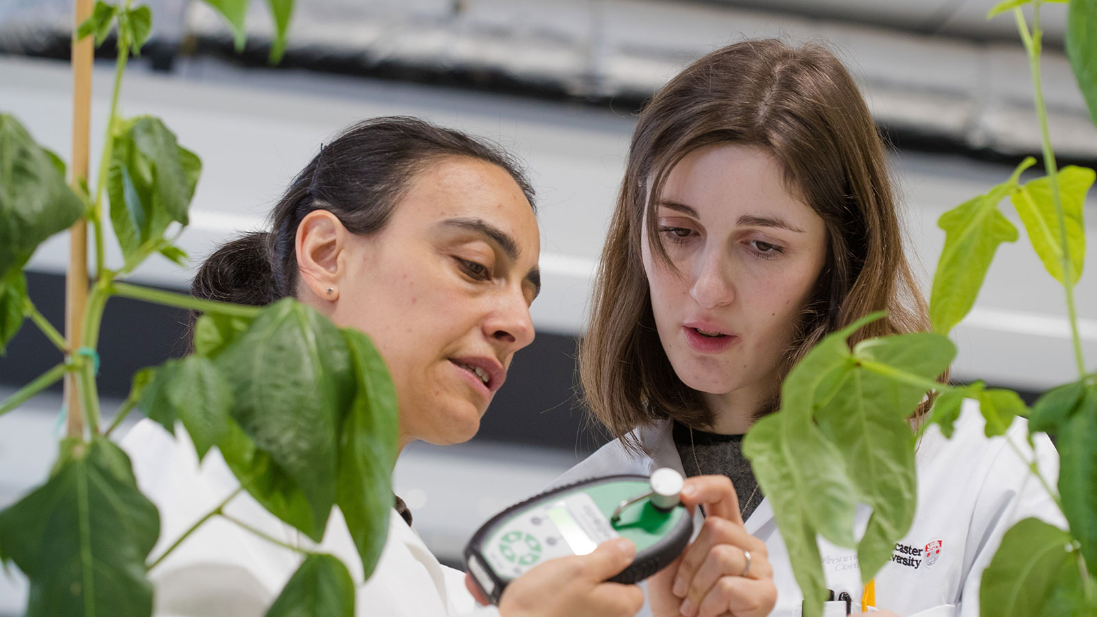 Two research taking measurements from plants in a lab.