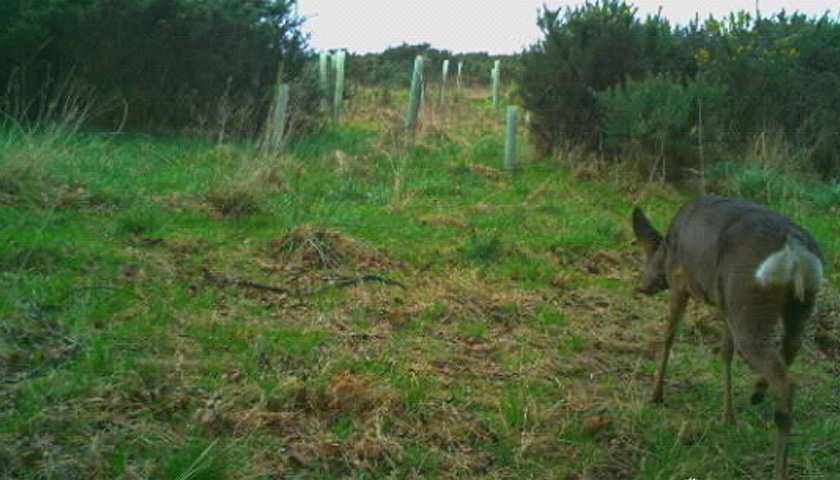 Deer grazing in a field at Forrest Hills