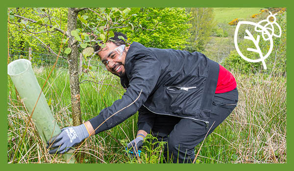 A volunteer from LEC removing tree protection from an established tree at Forrest Hills