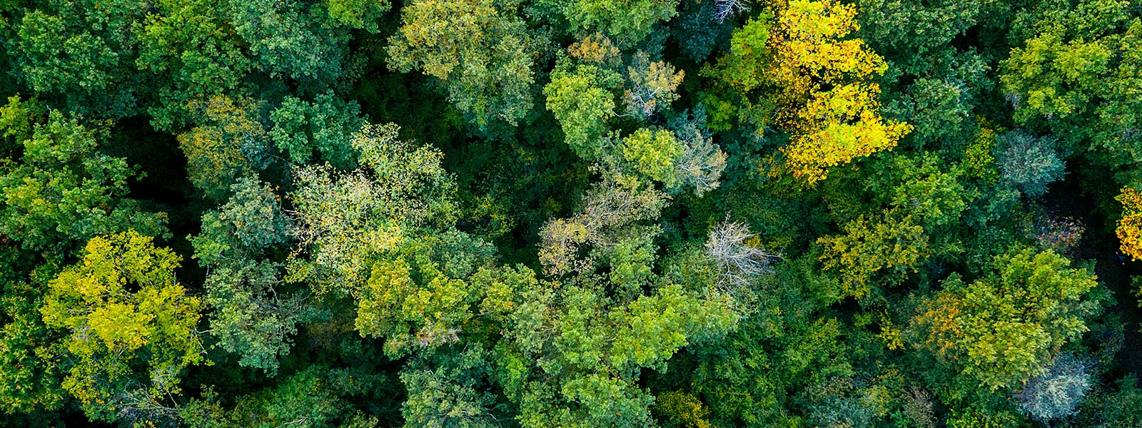 Aerial photo of the Forest of the Future