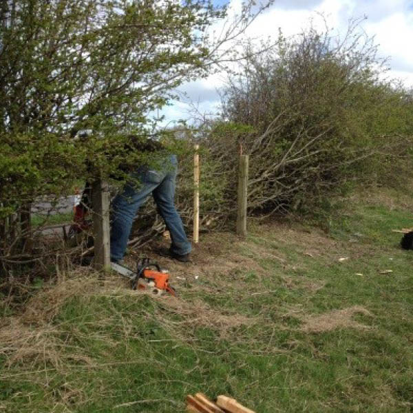 Male busy laying a hedge in a field