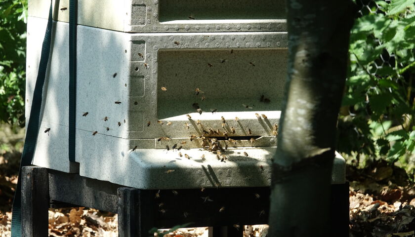 Beehives on campus