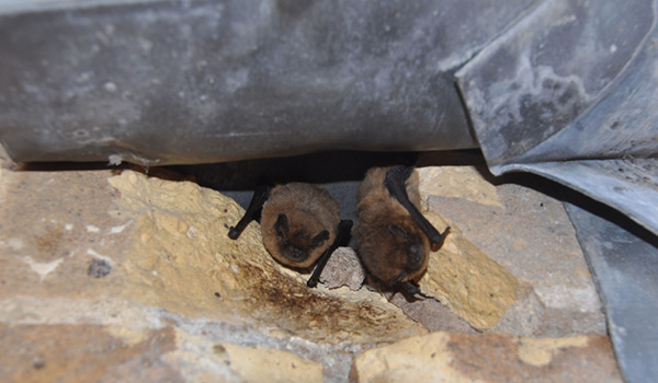 Two bats roosting in a building on Campus.