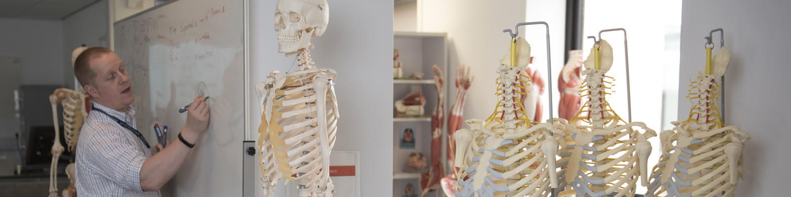 Lecturer writing on a whiteboard. Plastic anatomical skeletons are visible in shot.