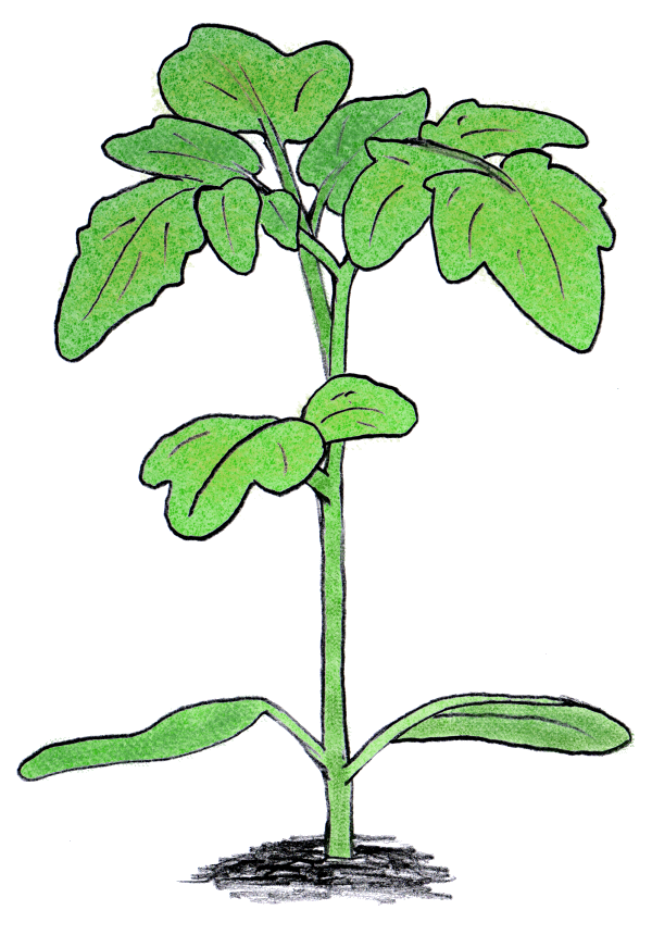 tomato plant