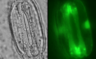 barley guard cell