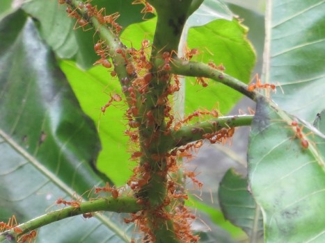 Picture of ants.