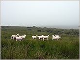 Sheep on Bootle Fell