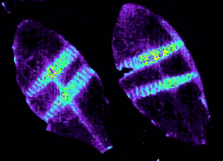 wound-induced bioluminescence