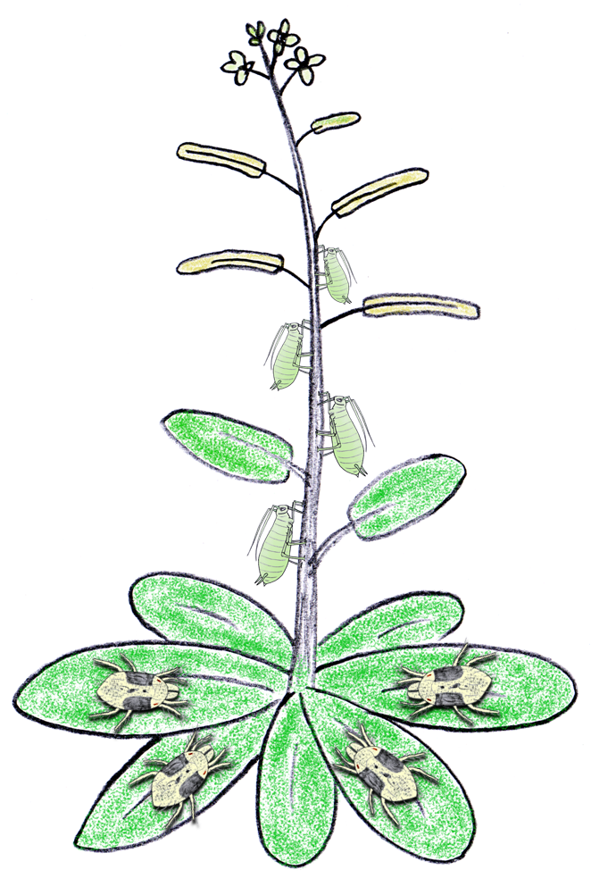 Arabidopsis, aphids and mites
