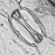 barley guard cell pair