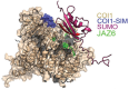 COI1 protein 