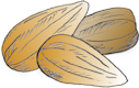 sketch of tomato seeds