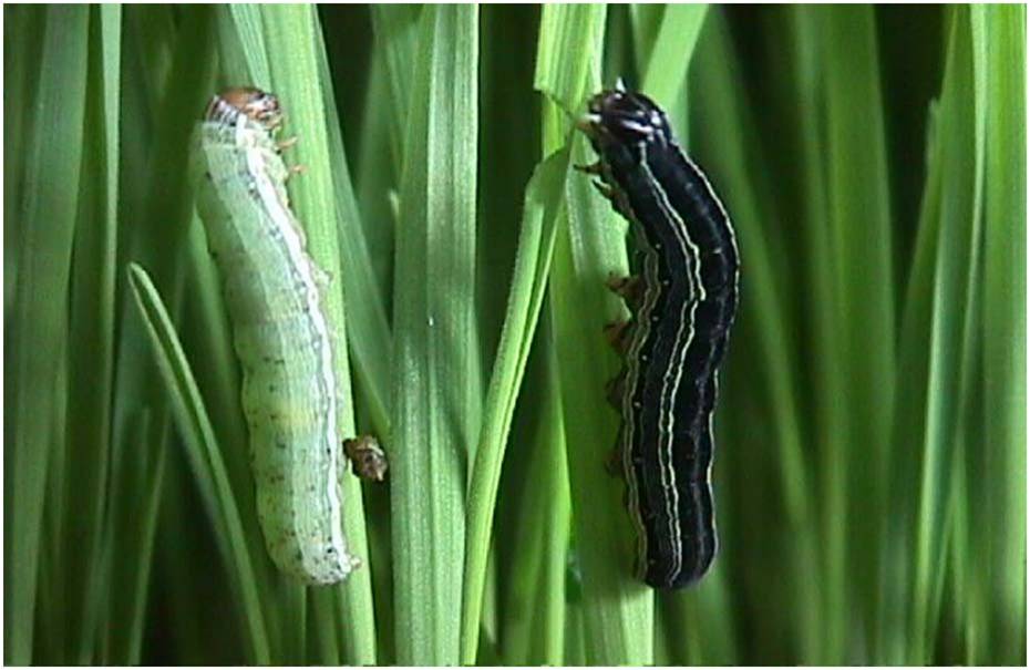 armyworm