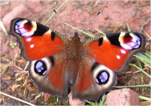 peacock butterfly