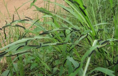 armyworms