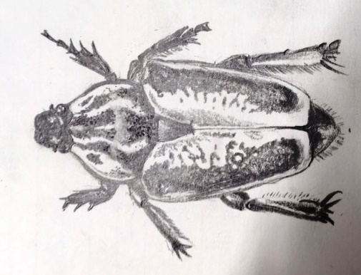 beetle drawing