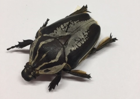 beetle