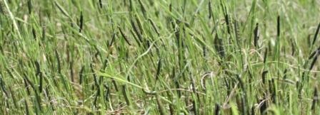 armyworm outbreak