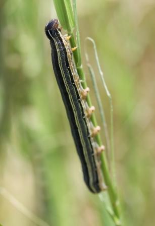 armyworm caterpillar