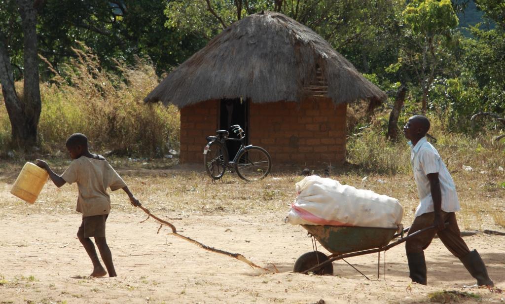 maize delivery 2